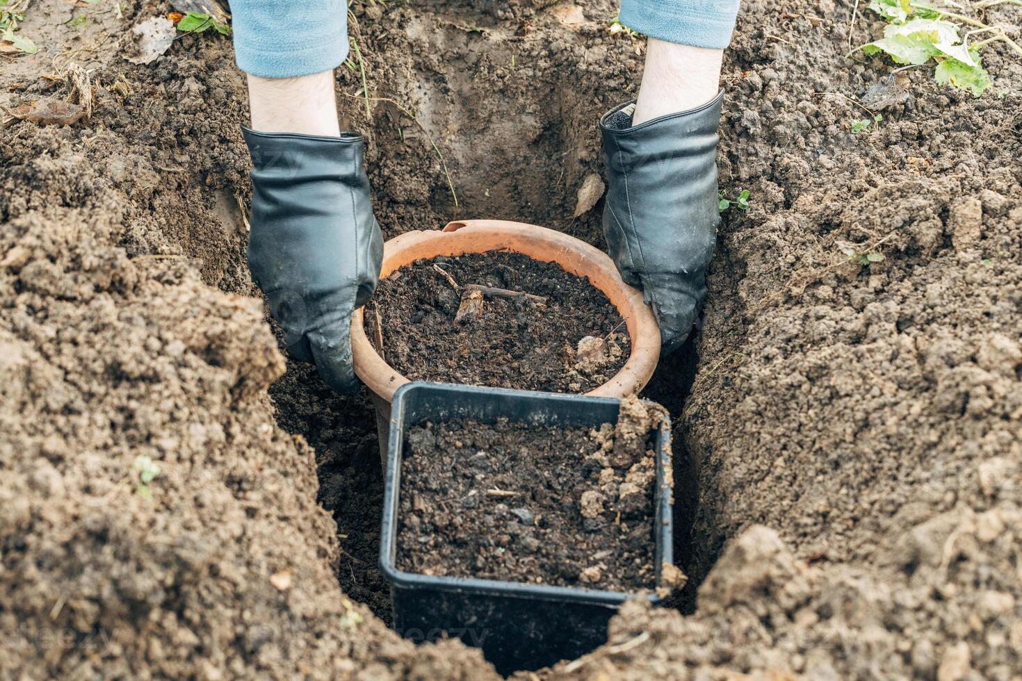 Winter digging of plants into pots in the ground photo