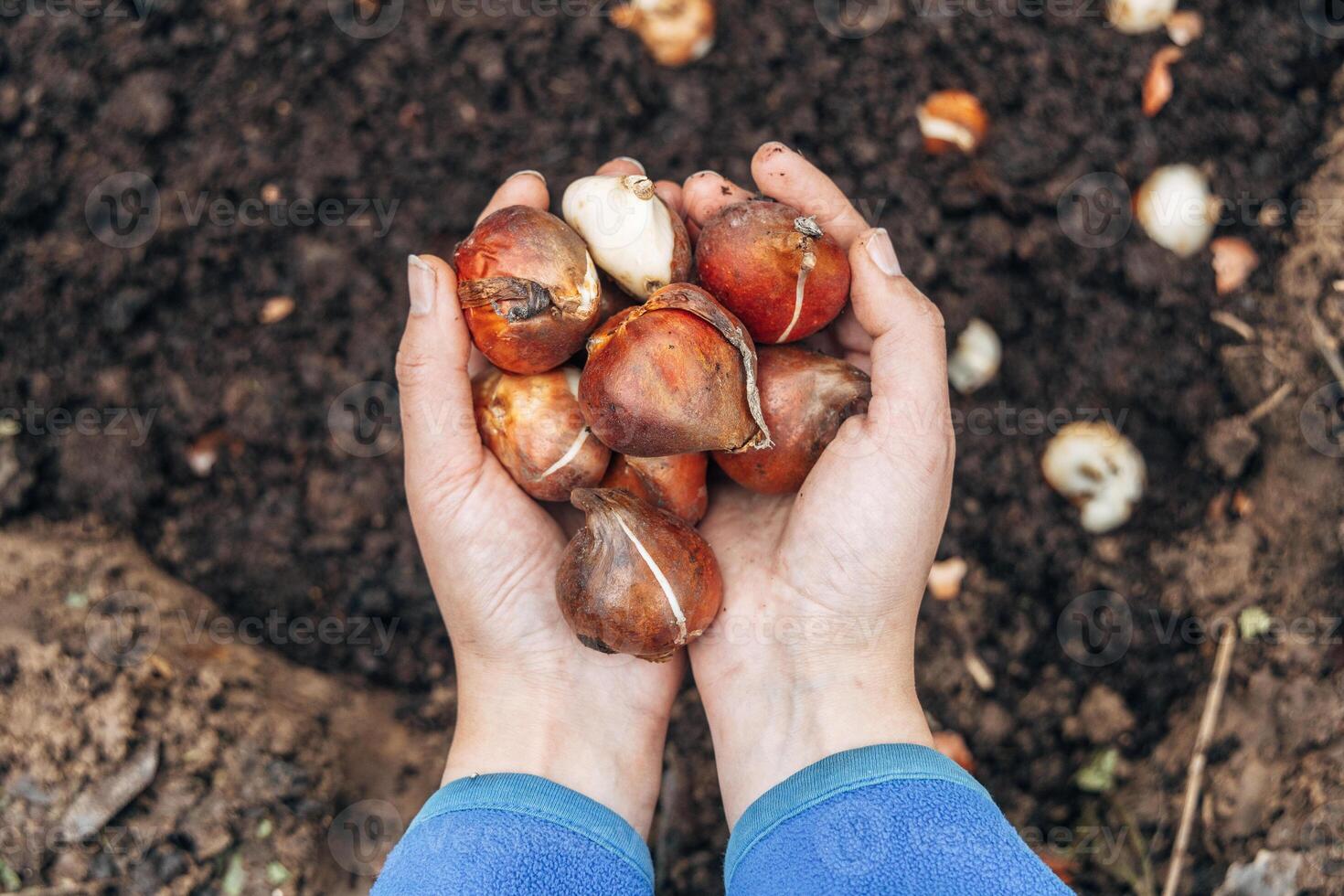 A gloved hand holds a shovel and fertilizes the ground before planting, autumn photo