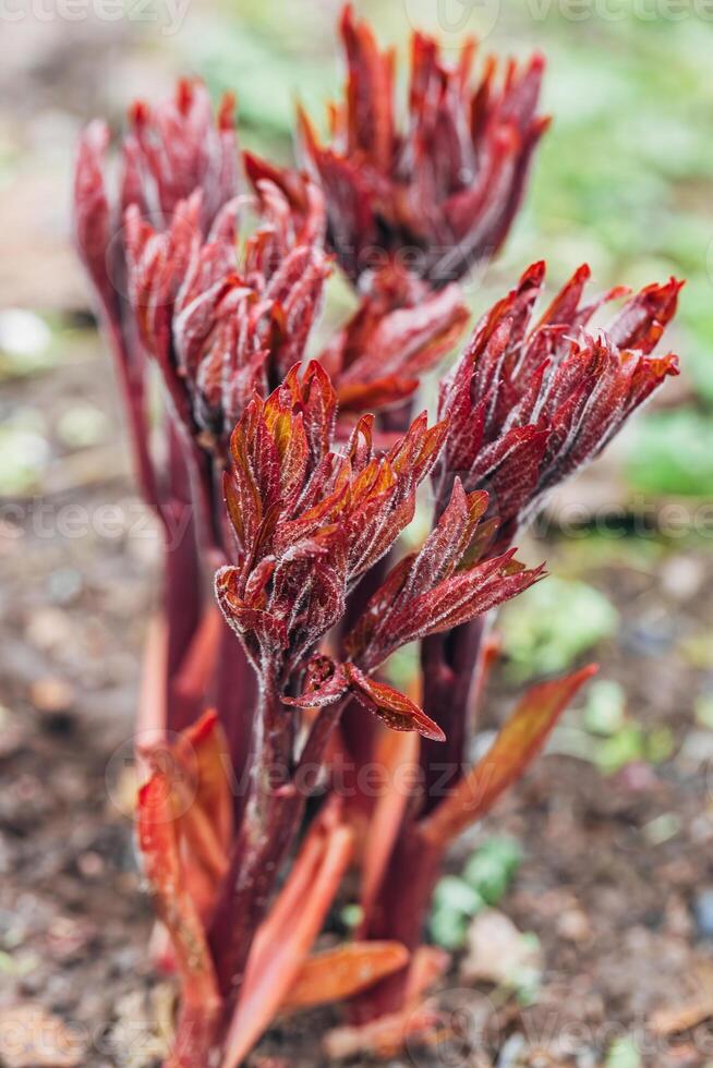 Young peony leaves sprouts break through soil ground in early spring. Young peony sprouts in spring. photo