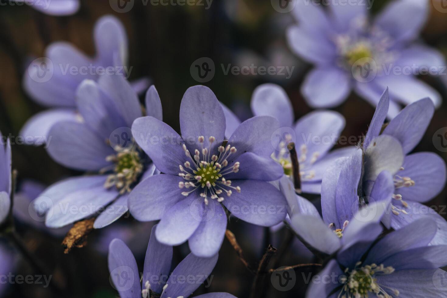 A clump of beautiful blue liverwort , Hepatica nobilis, one of spring's most magnificent flowers photo