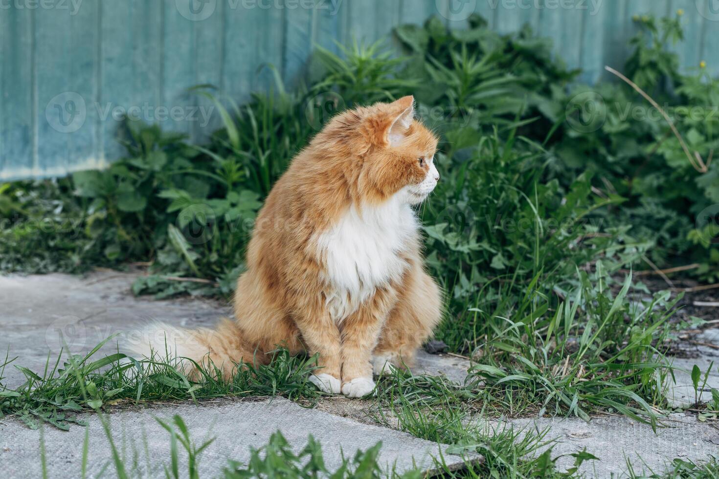 Portrait of a red cat against a green lawn. Red cat on a walk in good warm weather photo