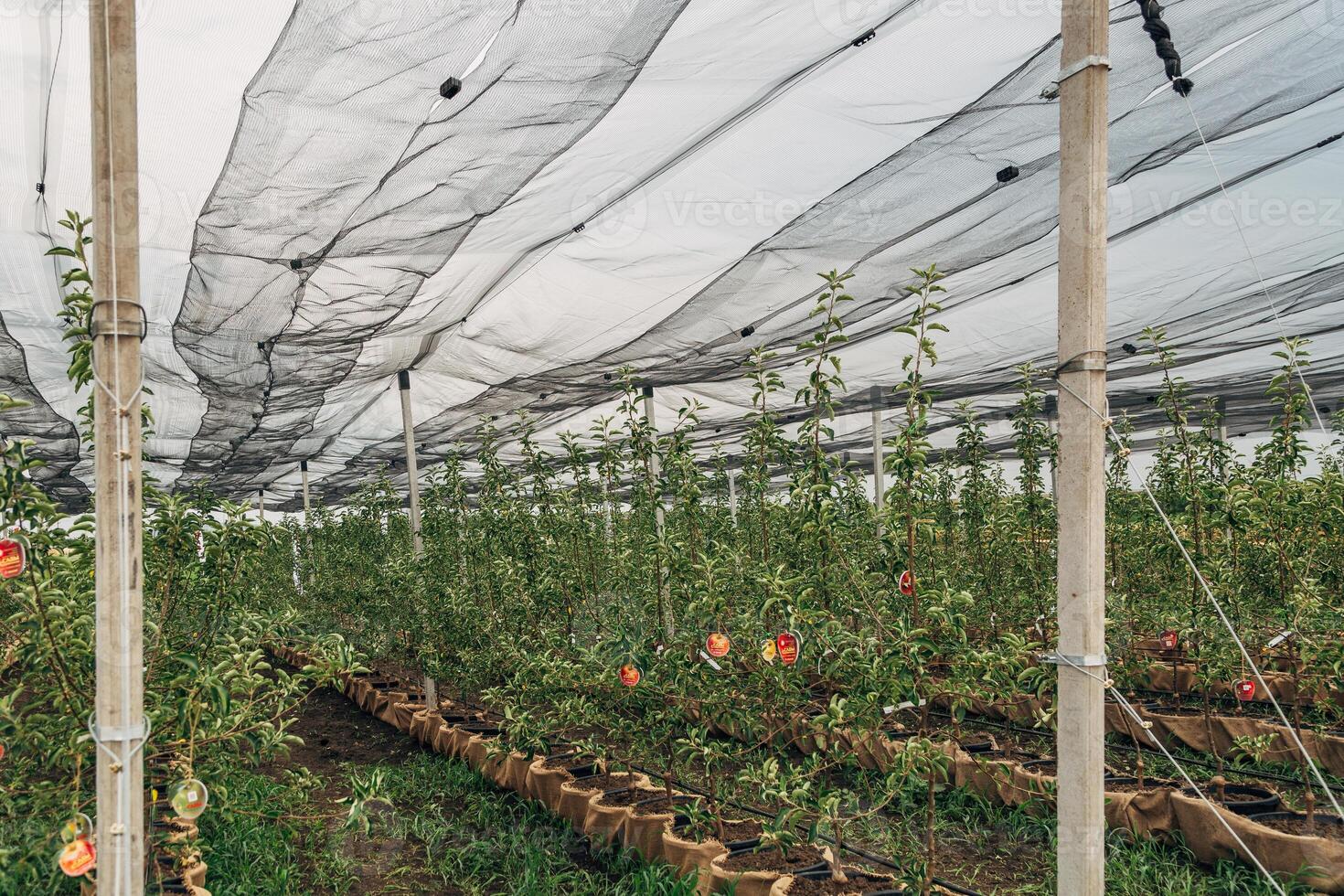 The fruit tree nursery is covered with a protective net photo