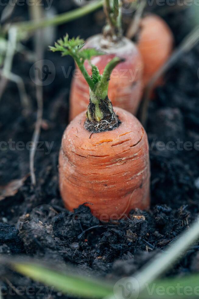 Carrot vegetable grows in the garden in the soil organic background closeup. photo