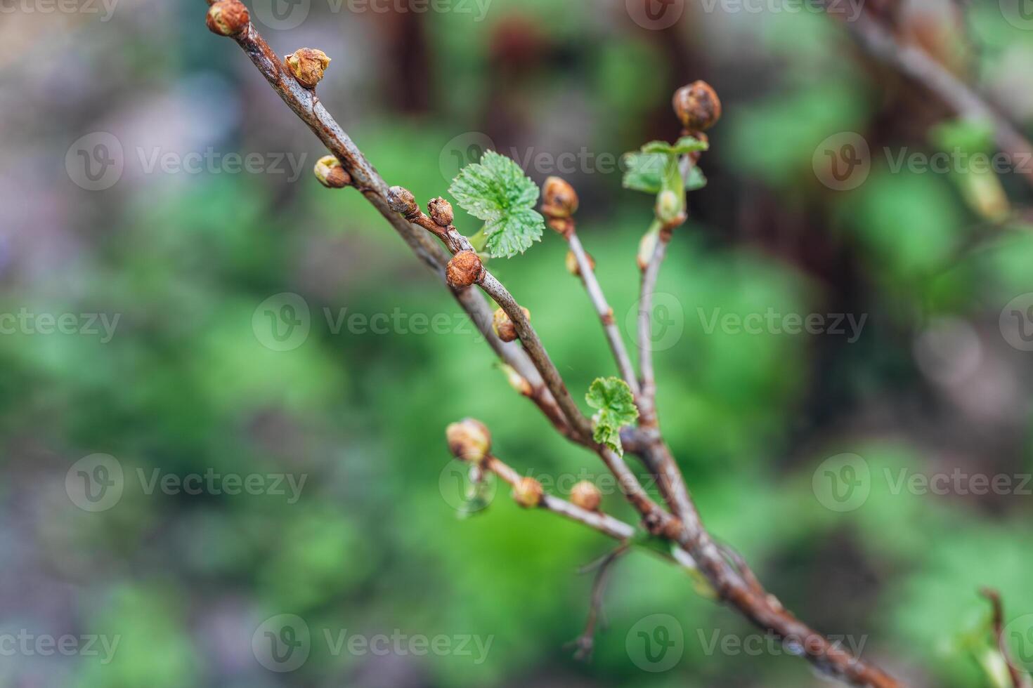 Blackcurrant Gall or Big Bud Mite pest. Infected enlarged round buds on young currant bush in Spring photo