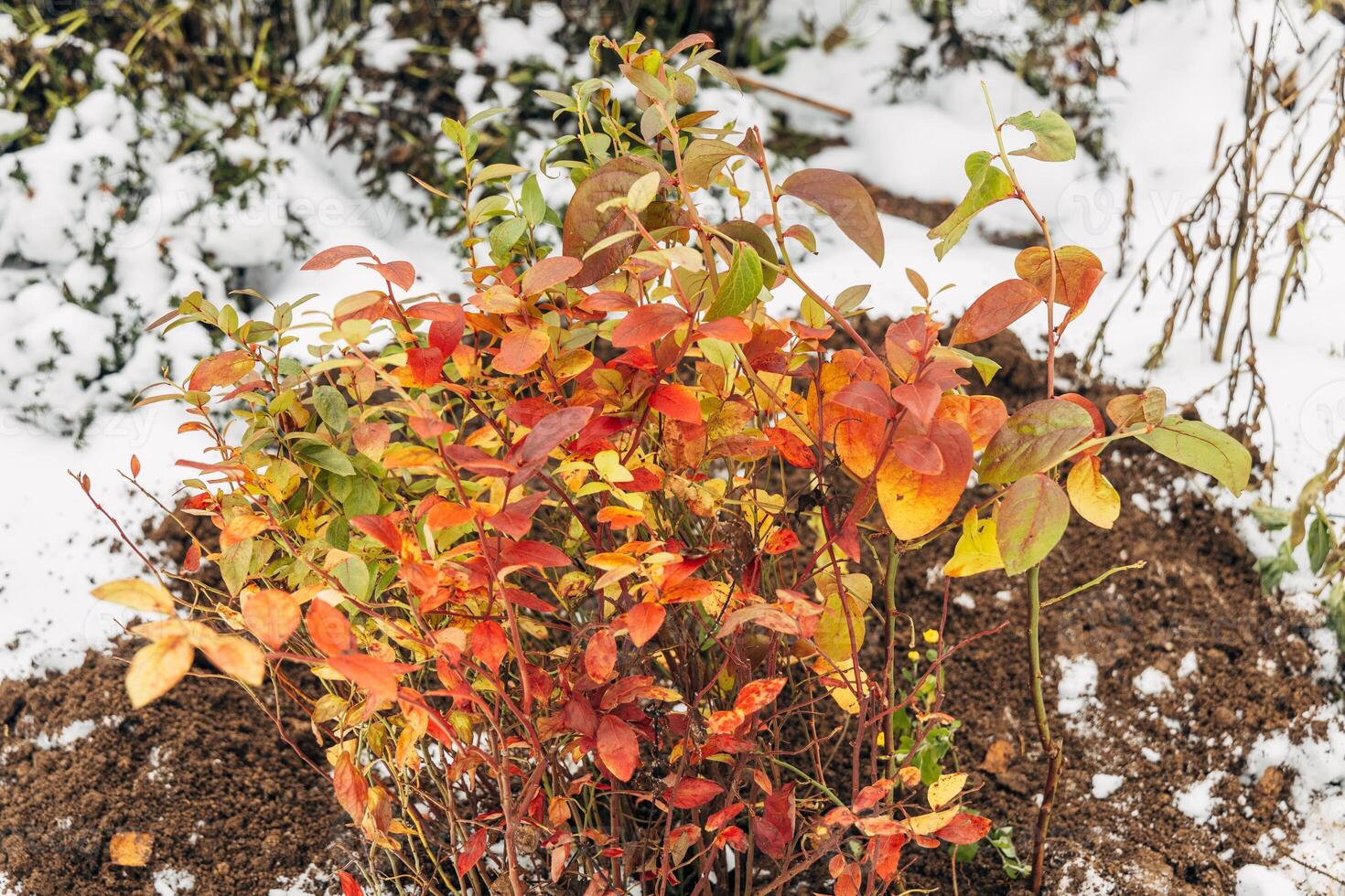 Winter digging of plants into pots in the ground photo