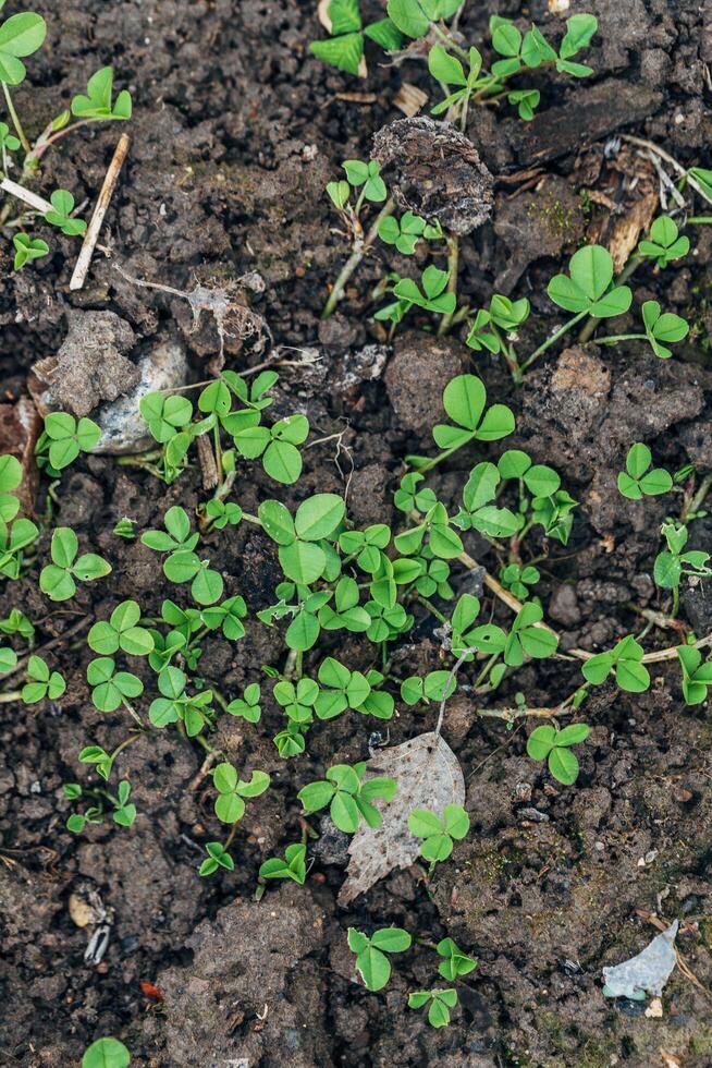 close up of The four leaf clover , Trifolium repens is a rare variety of the common three leaf clover. photo