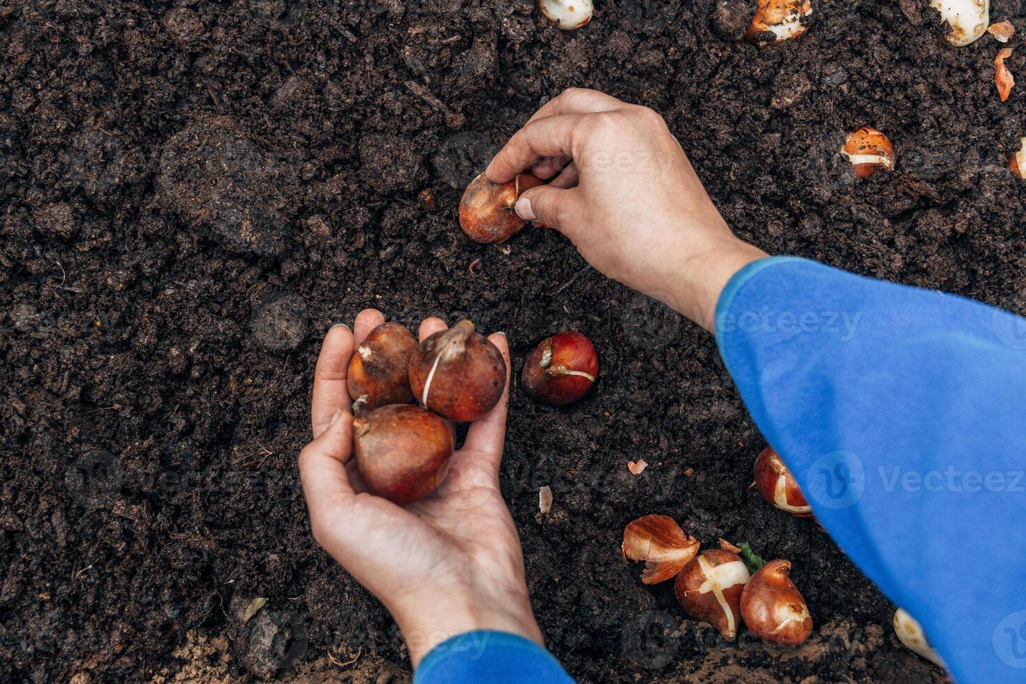 hands holding tulip bulbs before planting them in the ground photo