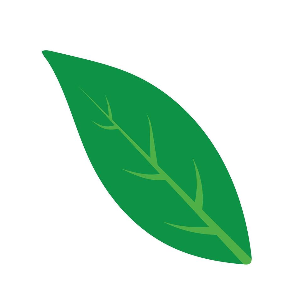 Single Bright Green Leaf on a White Background vector