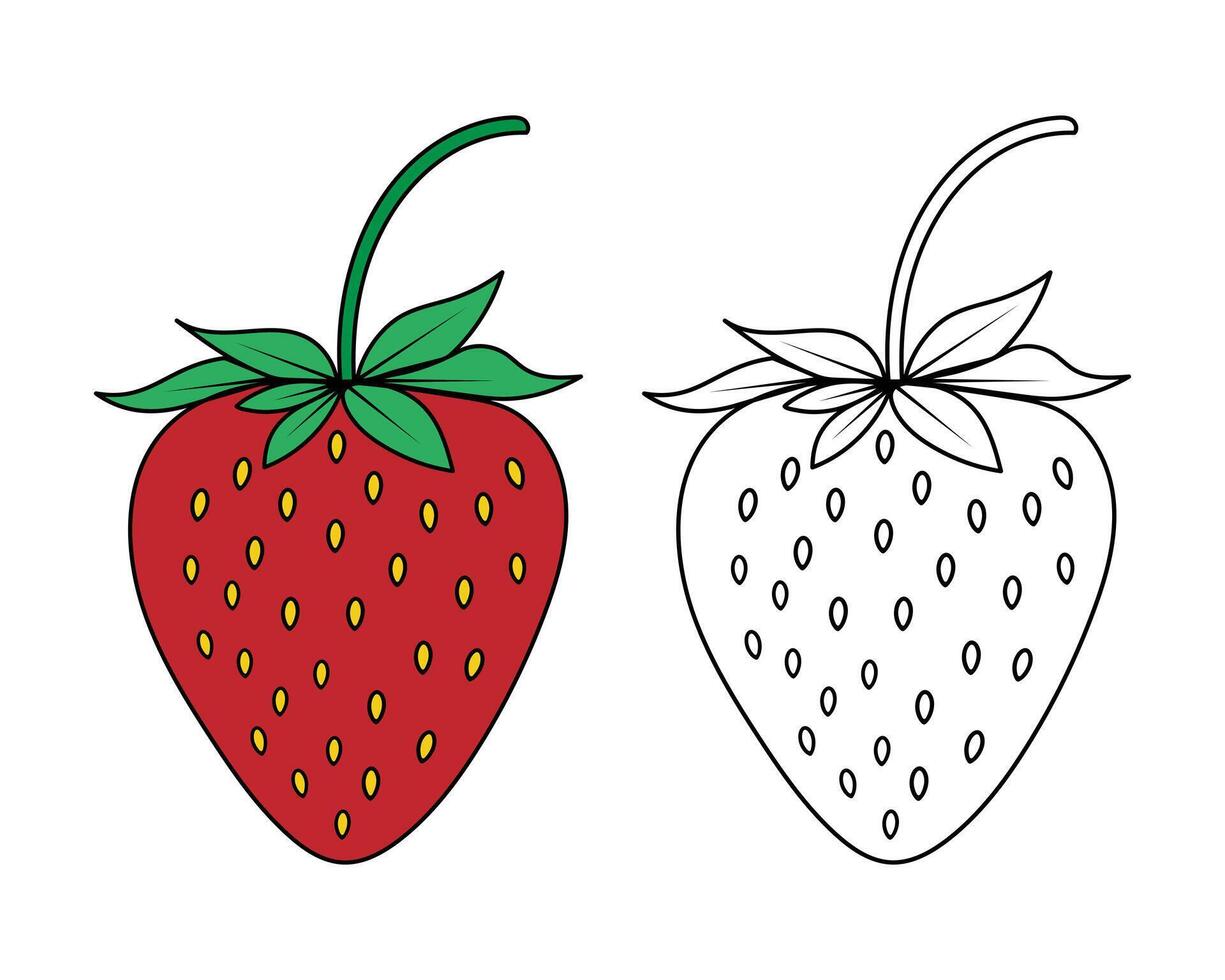 Colored Strawberry Illustration and Black Outline Version on White Background vector