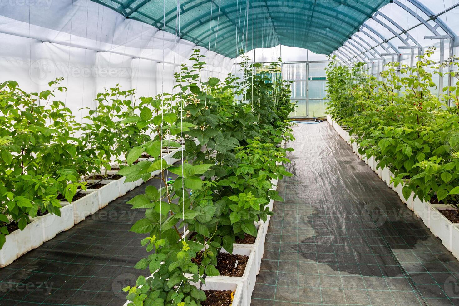 Raspberry cultivation, raspberry mother plant in a greenhouse photo