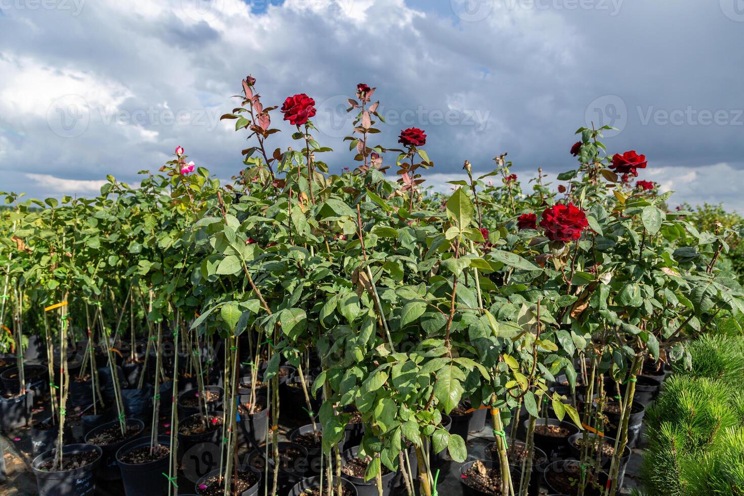 Raspberry cultivation, raspberry mother plant in a greenhouse photo