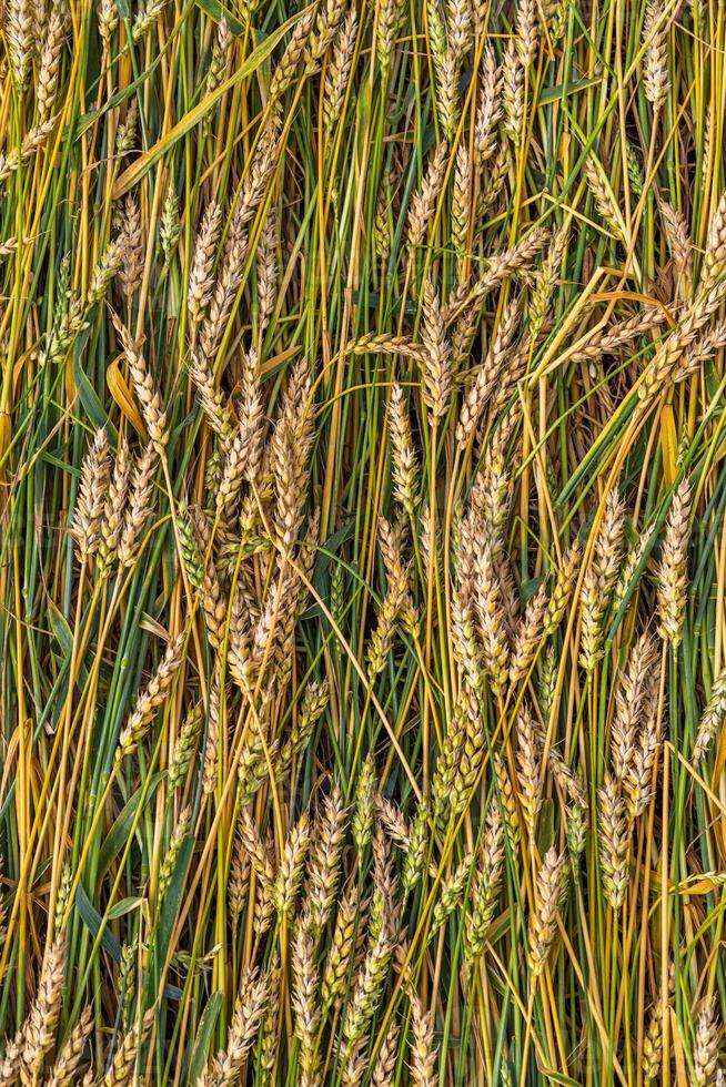 Golden ripe ears of wheat on the field photo