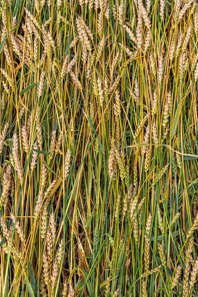 Golden ripe ears of wheat on the field photo