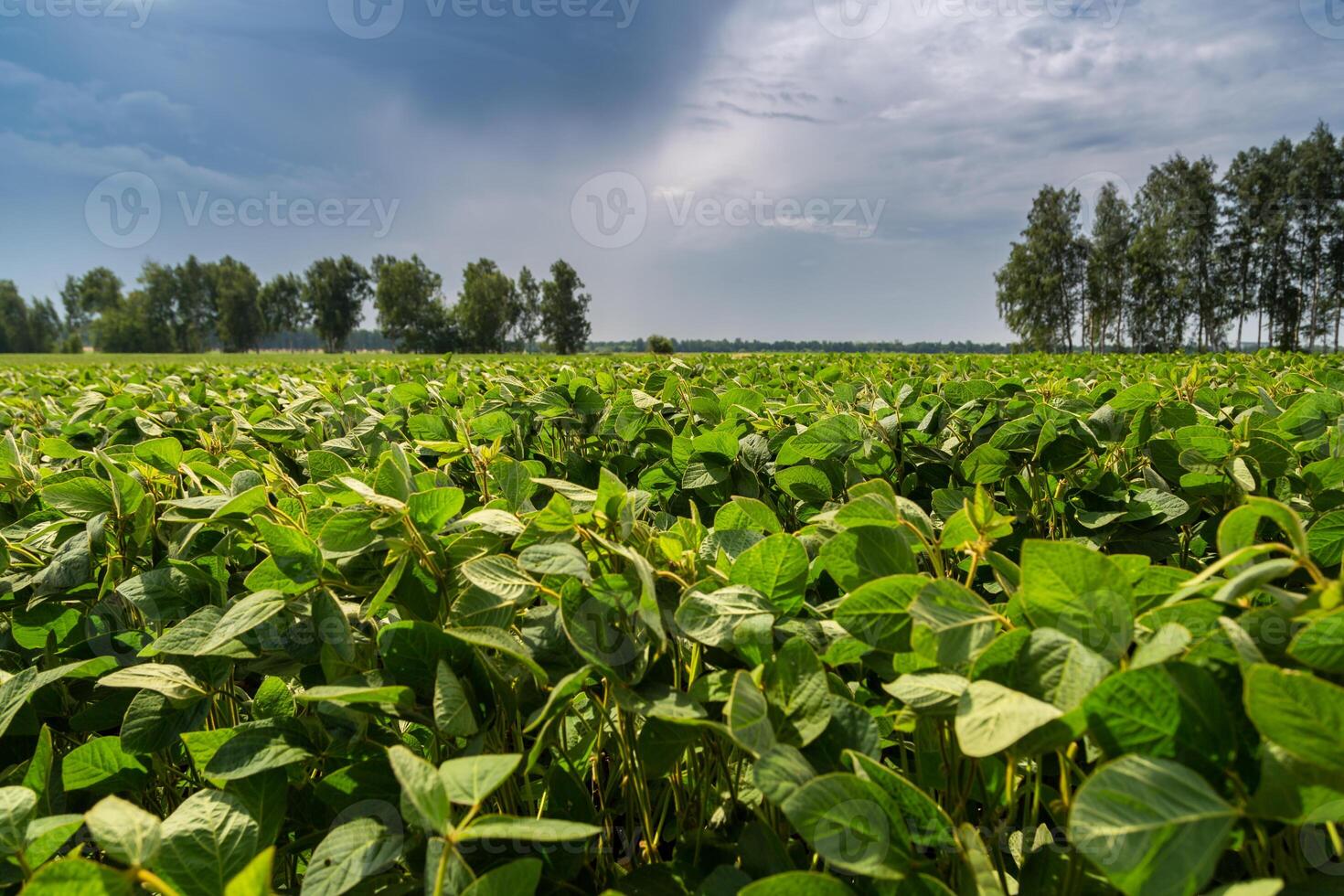 Close-up of a soybean plant field under a blue sky on a summer day photo