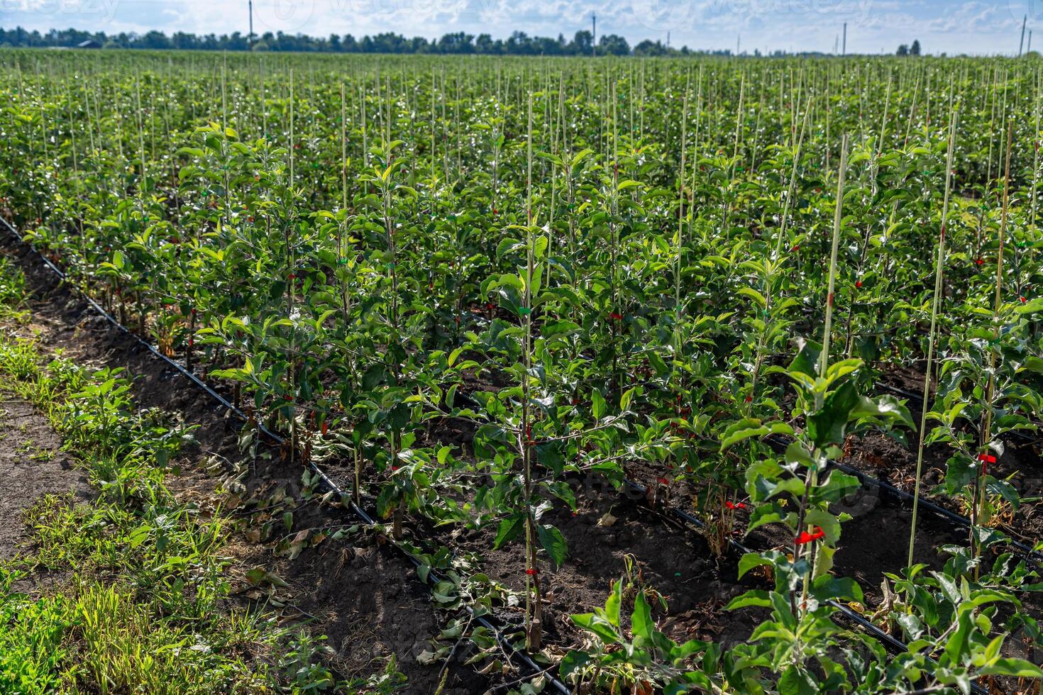 Young apple seedlings in the nursery are dug in the ground photo