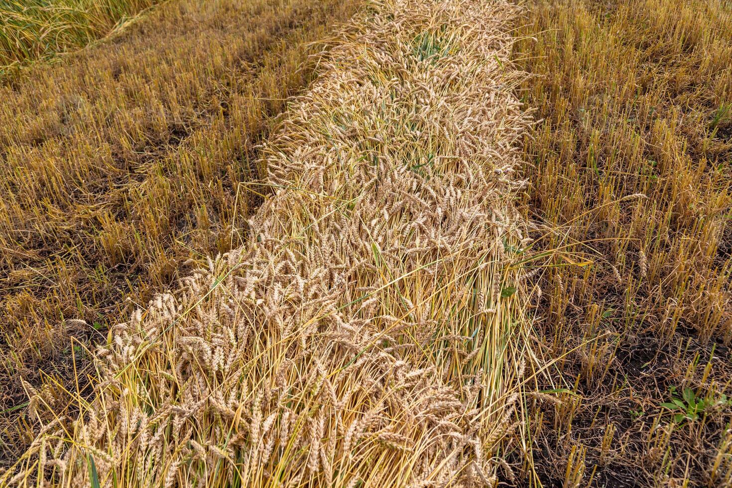 Separate harvesting of wheat by mowing headers into swaths at a low cut photo