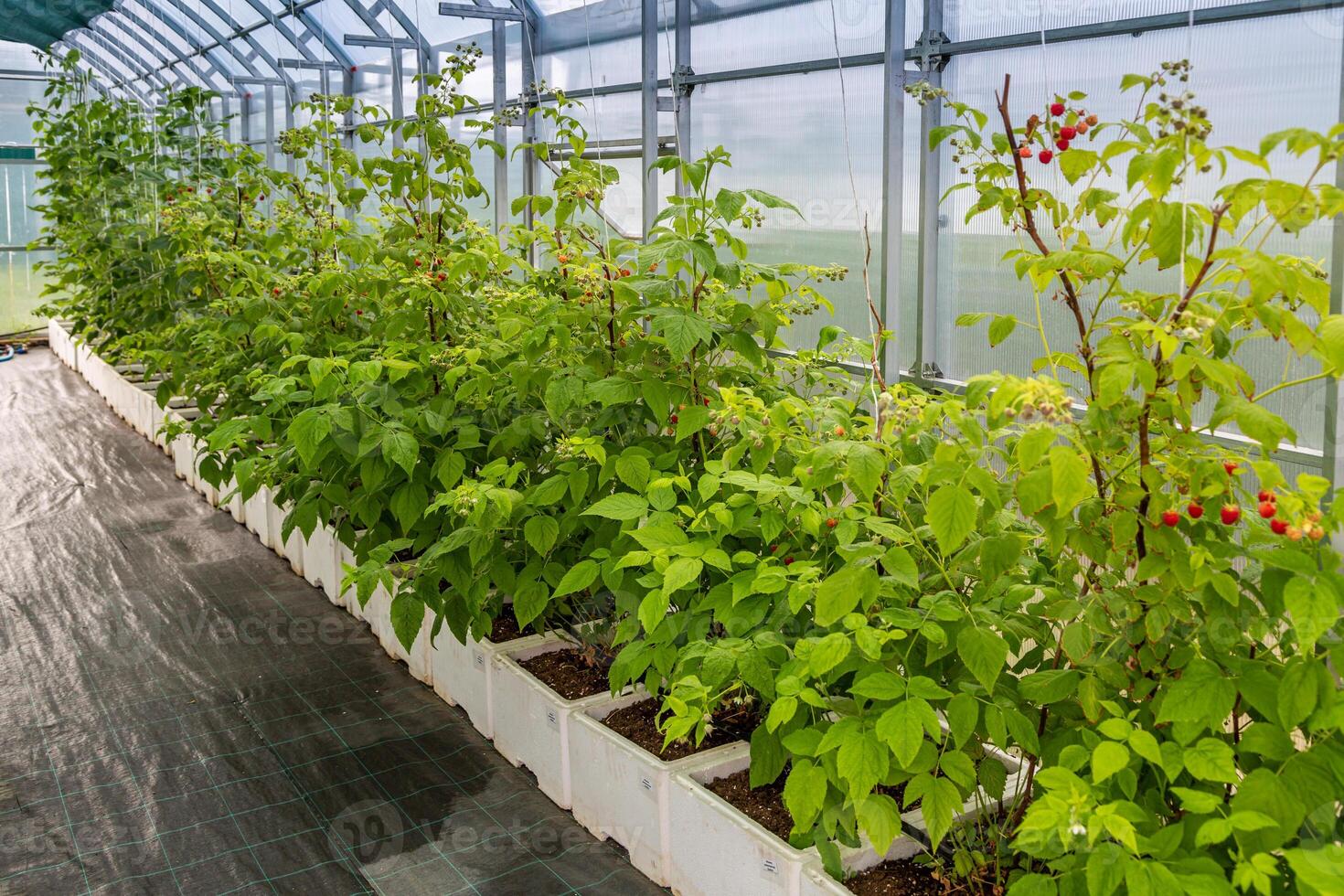 Raspberry cultivation, raspberry mother plant in a greenhouse photo