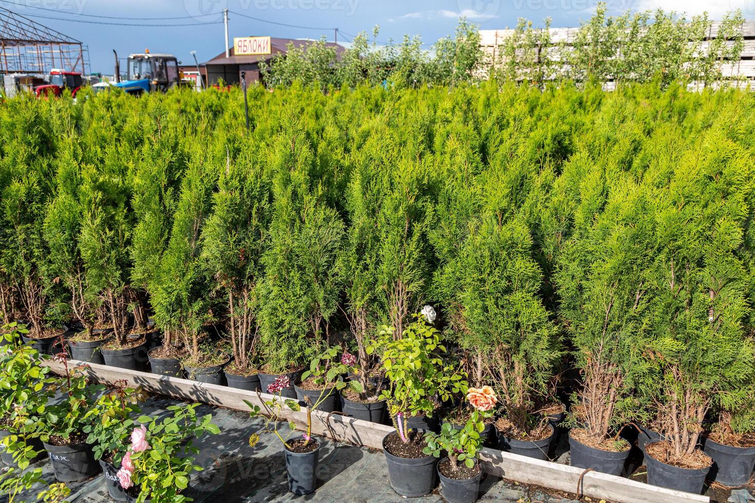 Raspberry cultivation, raspberry mother plant in a greenhouse photo