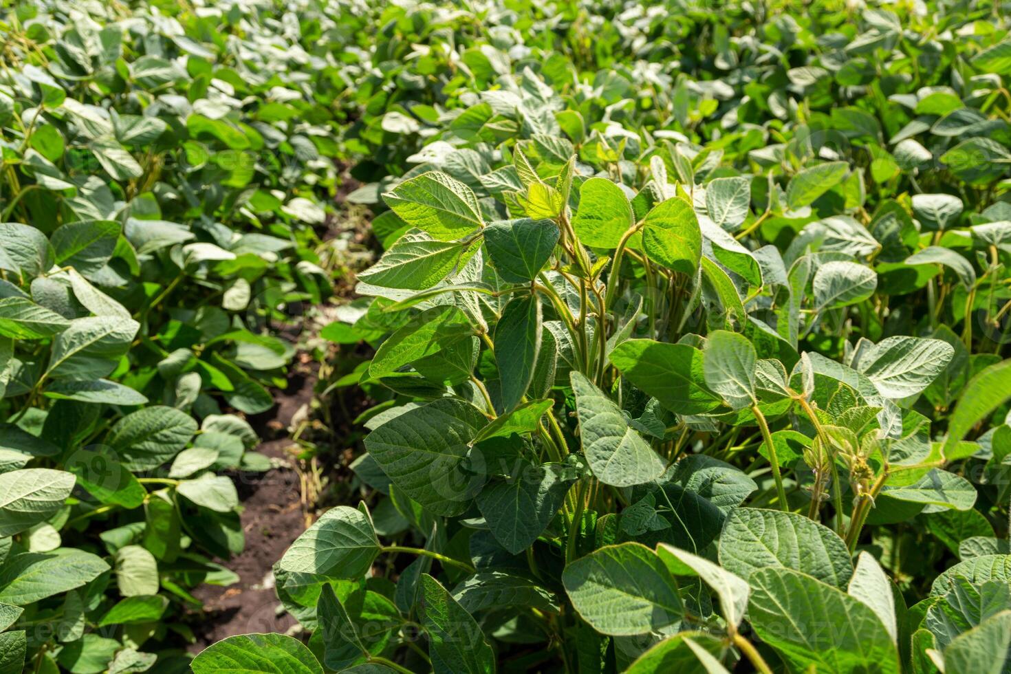 Close-up of a soybean plant field under a blue sky on a summer day photo