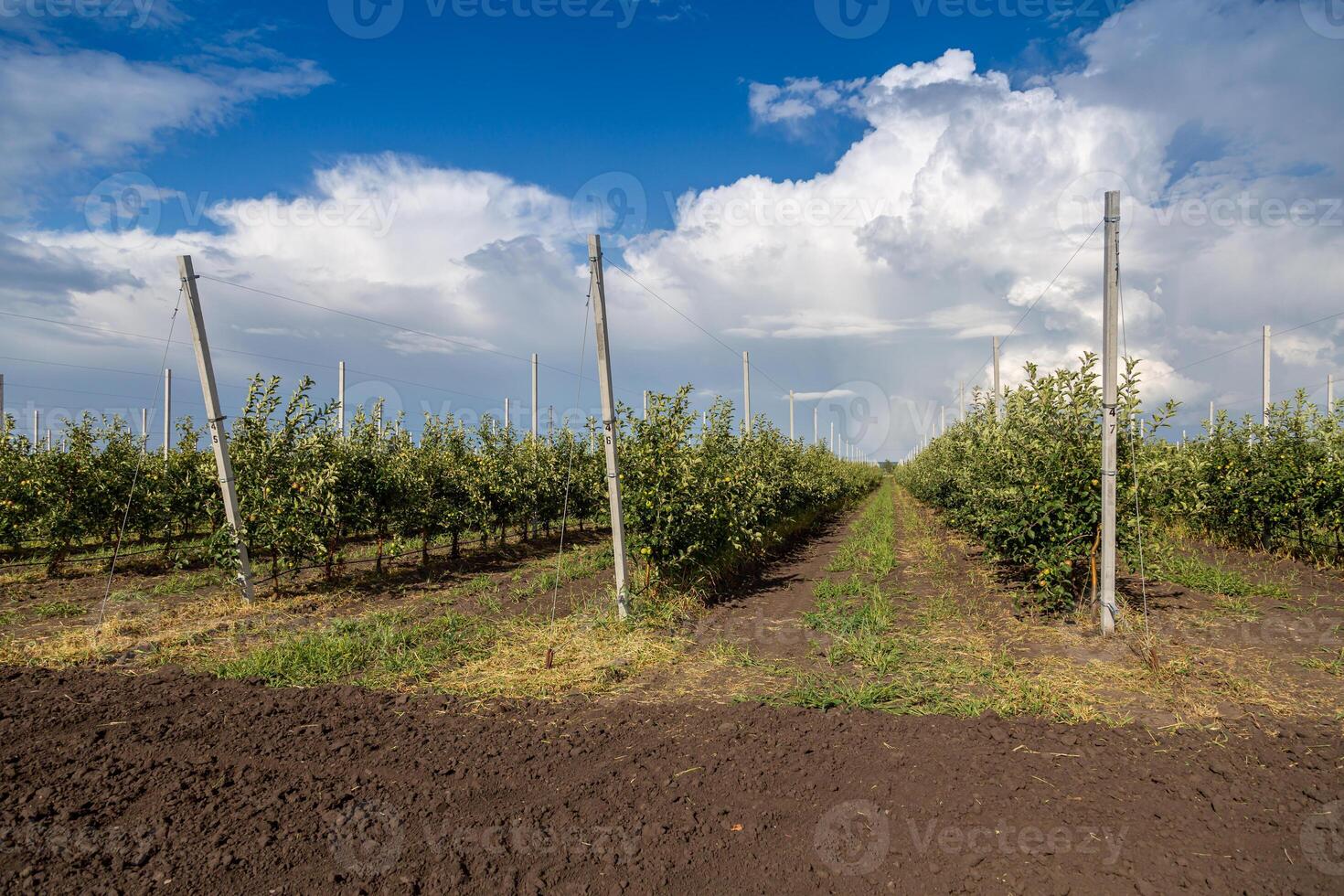 Industrial apple orchards with neatly arranged trees, showcasing large-scale fruit production photo