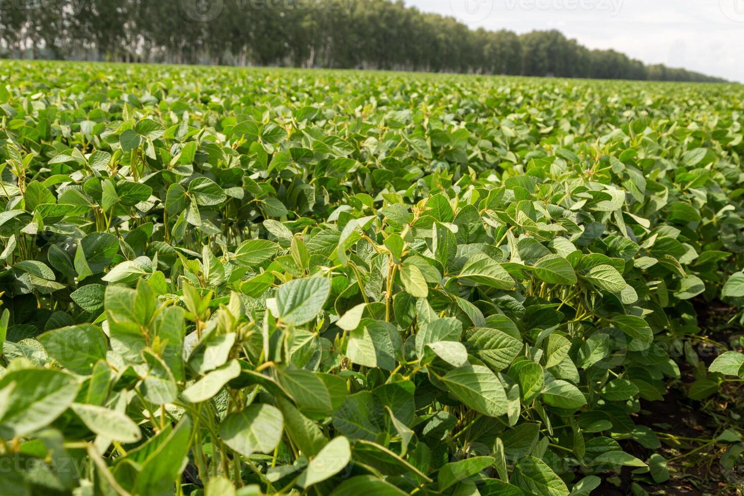 Close-up of a soybean plant field under a blue sky on a summer day photo
