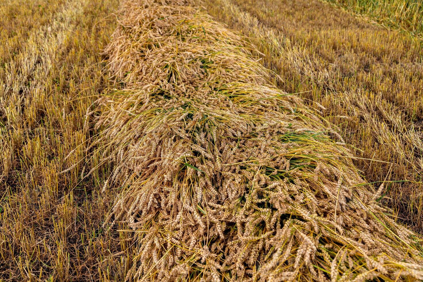 Separate harvesting of wheat by mowing headers into swaths at a low cut photo