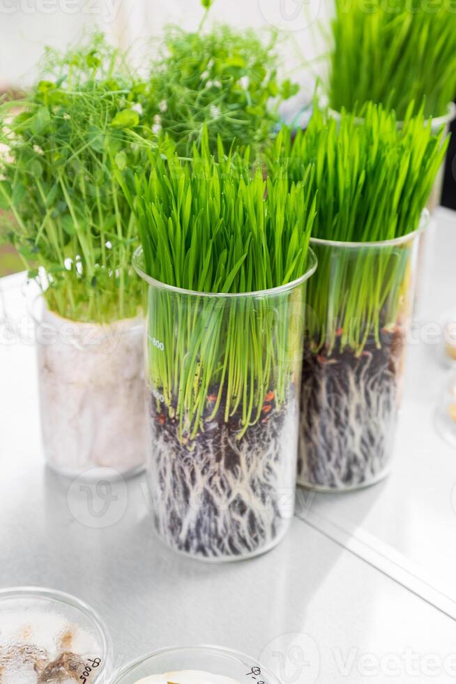 Germination and energy analysis of plants on table in laboratory photo