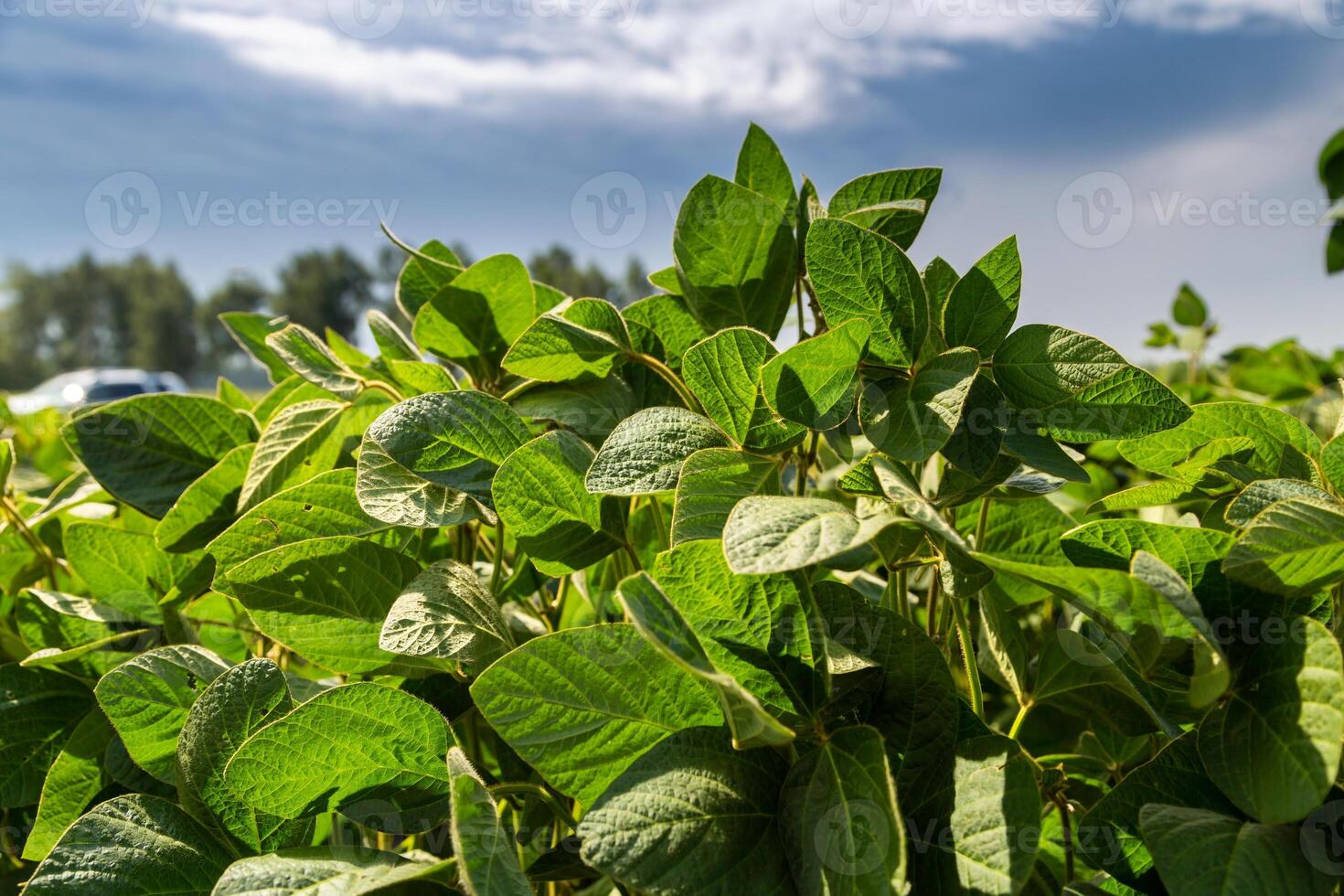 Close-up of a soybean plant field under a blue sky on a summer day photo