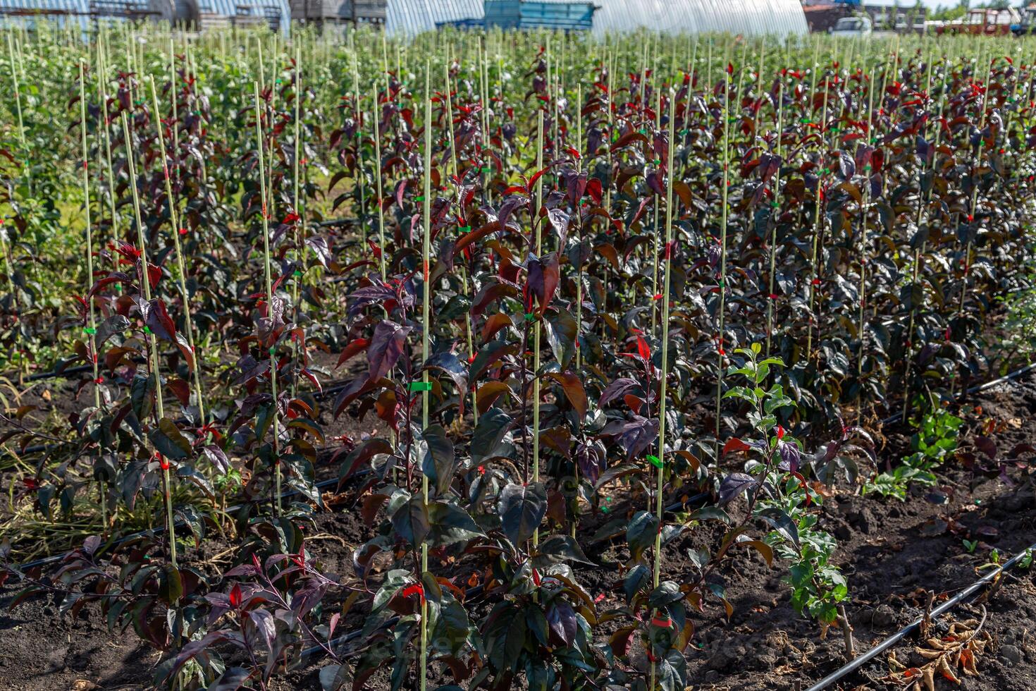 Seedlings of decorative apple trees in the nursery photo