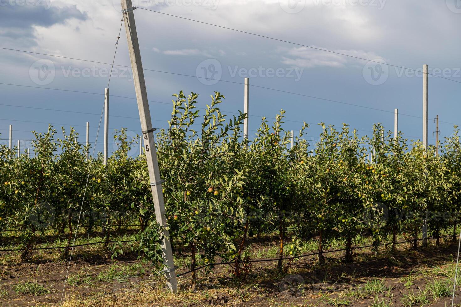Industrial apple orchards with neatly arranged trees, showcasing large-scale fruit production photo