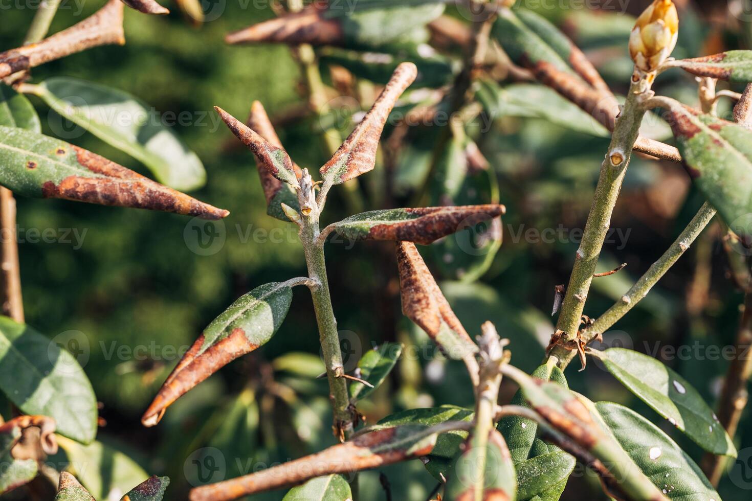 Rhododendron damaged by disease or burns in a spring garden photo