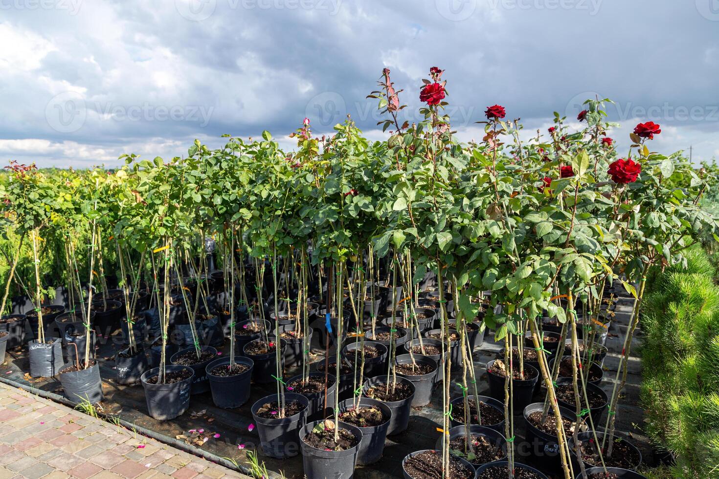 Raspberry cultivation, raspberry mother plant in a greenhouse photo
