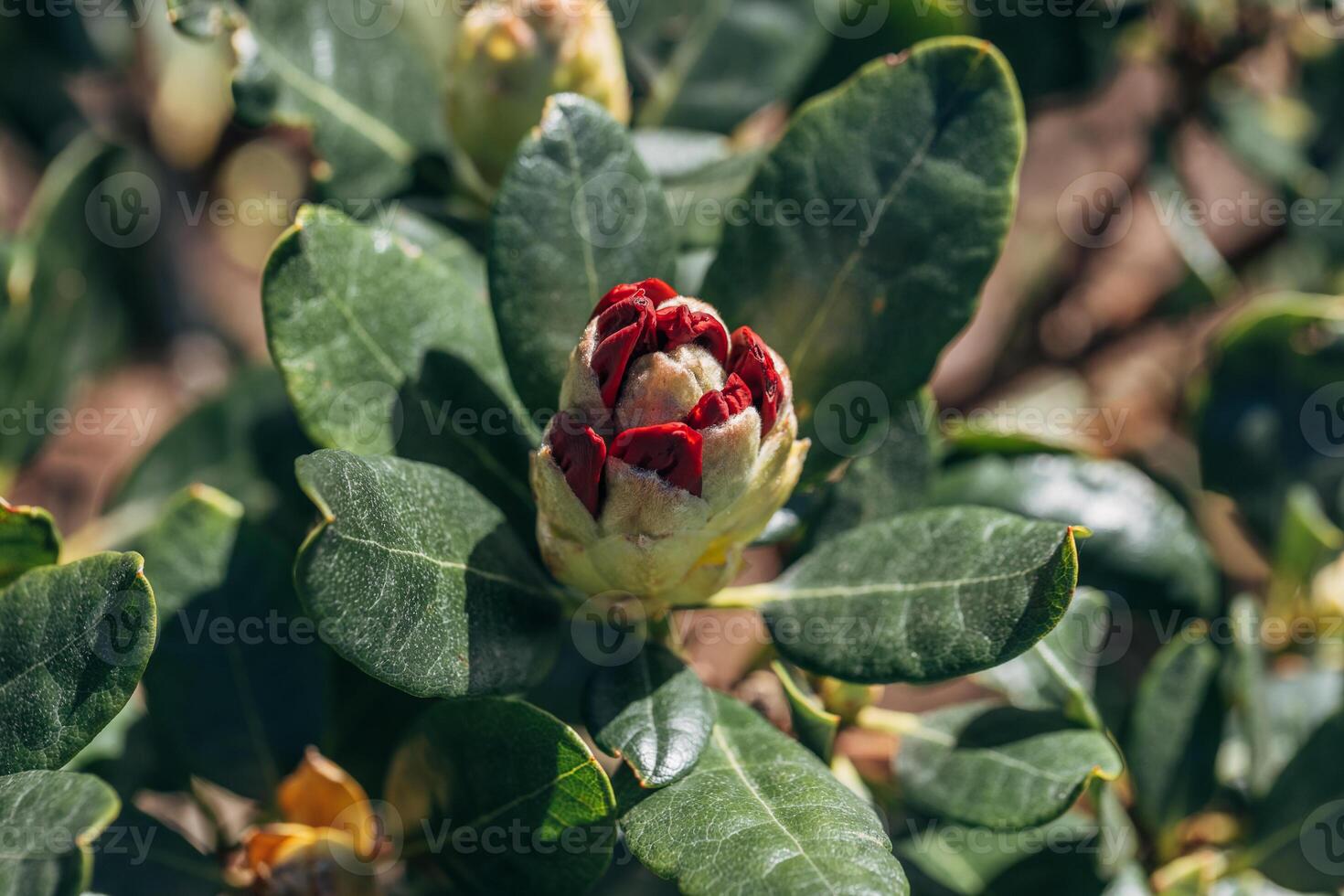 Beautiful large blooming red bud on Rhododendron bushes on a warm May day. photo