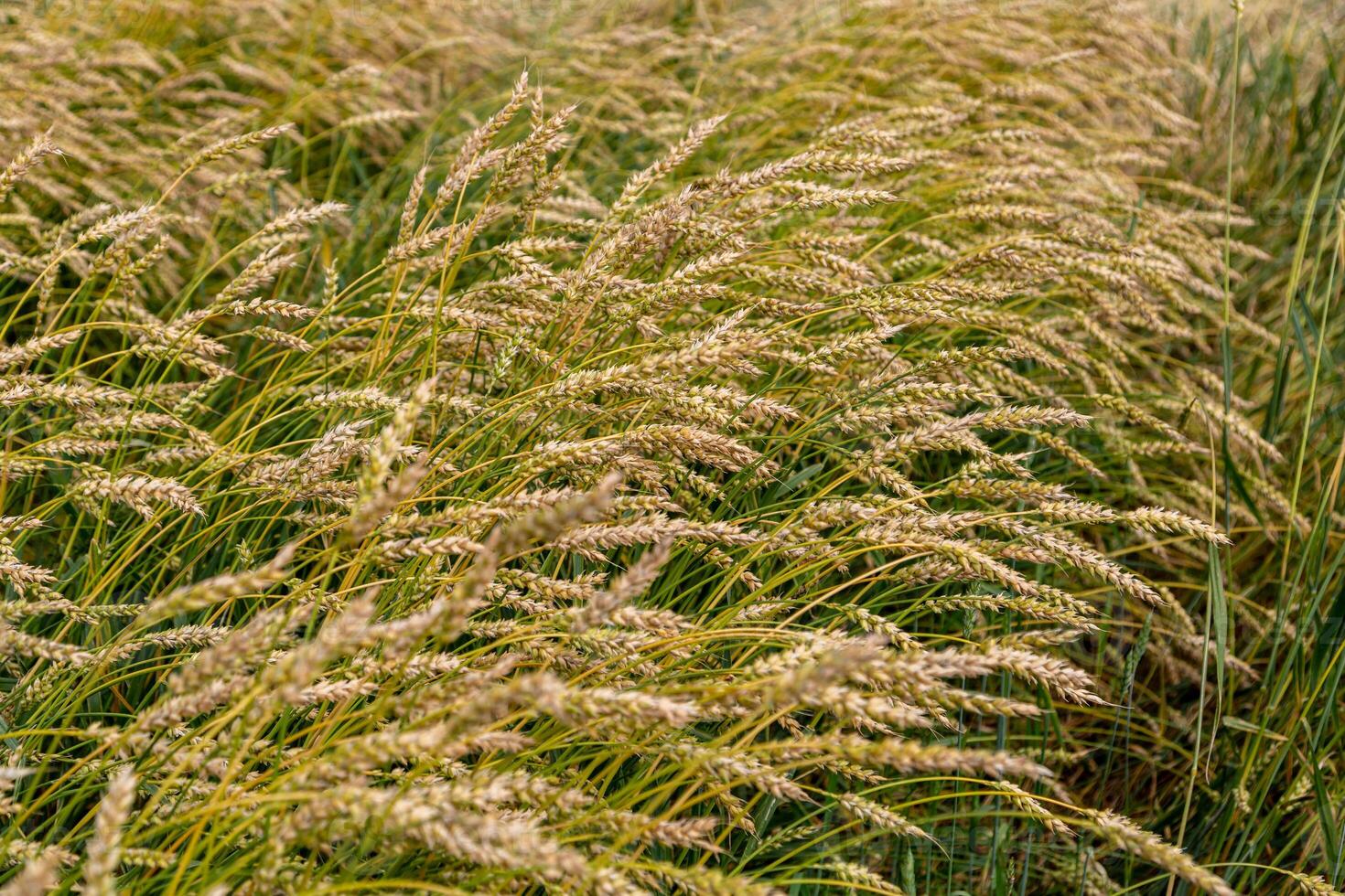 Golden ripe ears of wheat on the field photo