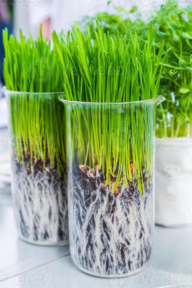 Germination and energy analysis of plants on table in laboratory photo