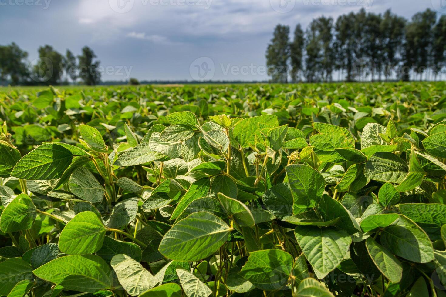 Close-up of a soybean plant field under a blue sky on a summer day photo