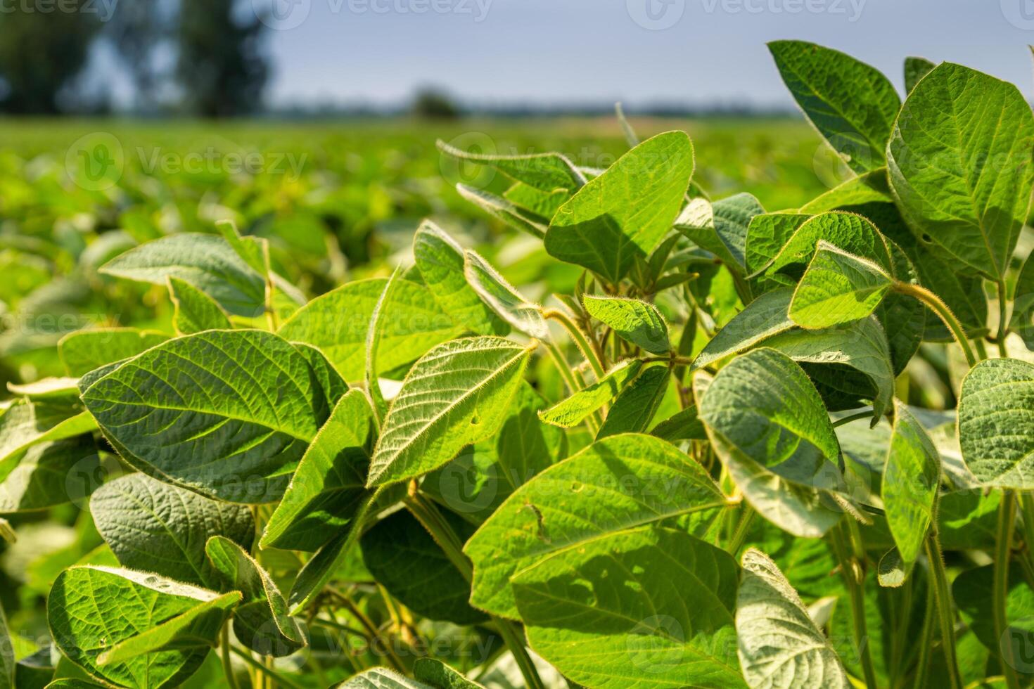 Close-up of a soybean plant field under a blue sky on a summer day photo