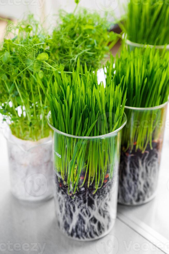 Germination and energy analysis of plants on table in laboratory photo