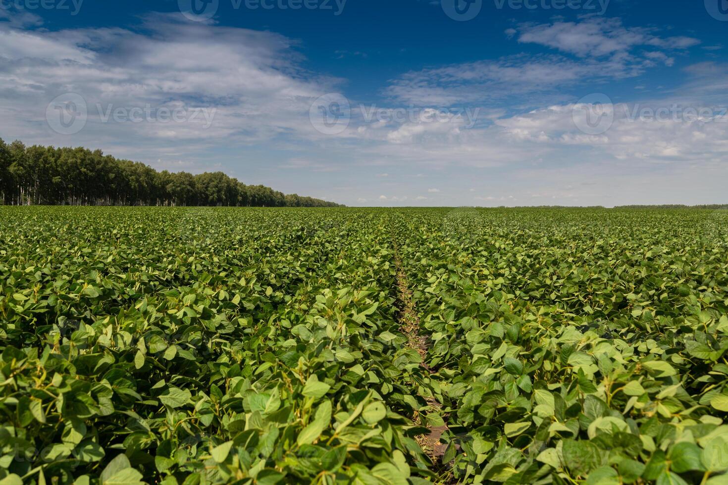 Close-up of a soybean plant field under a blue sky on a summer day photo