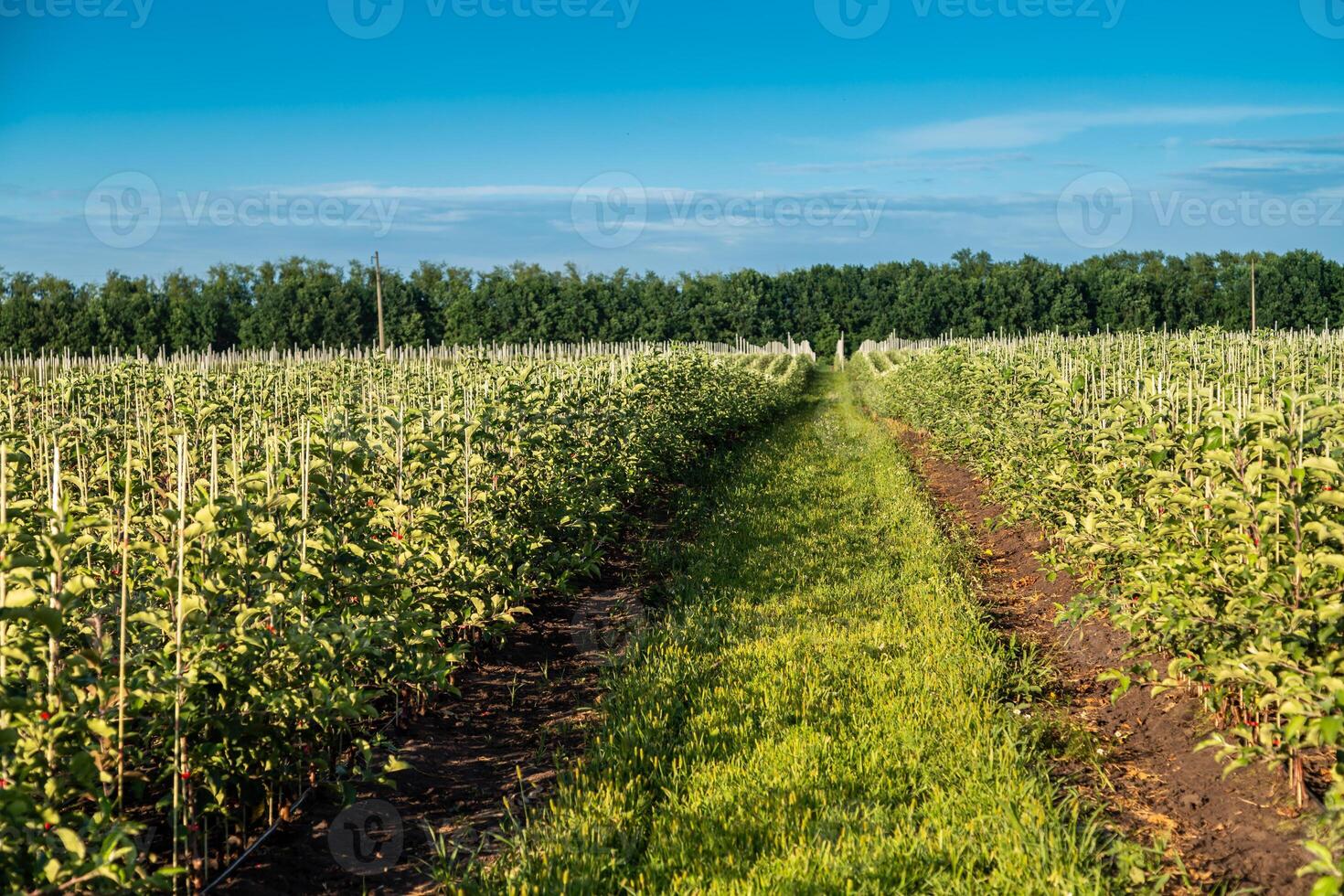 Young apple seedlings in the nursery are dug in the ground photo