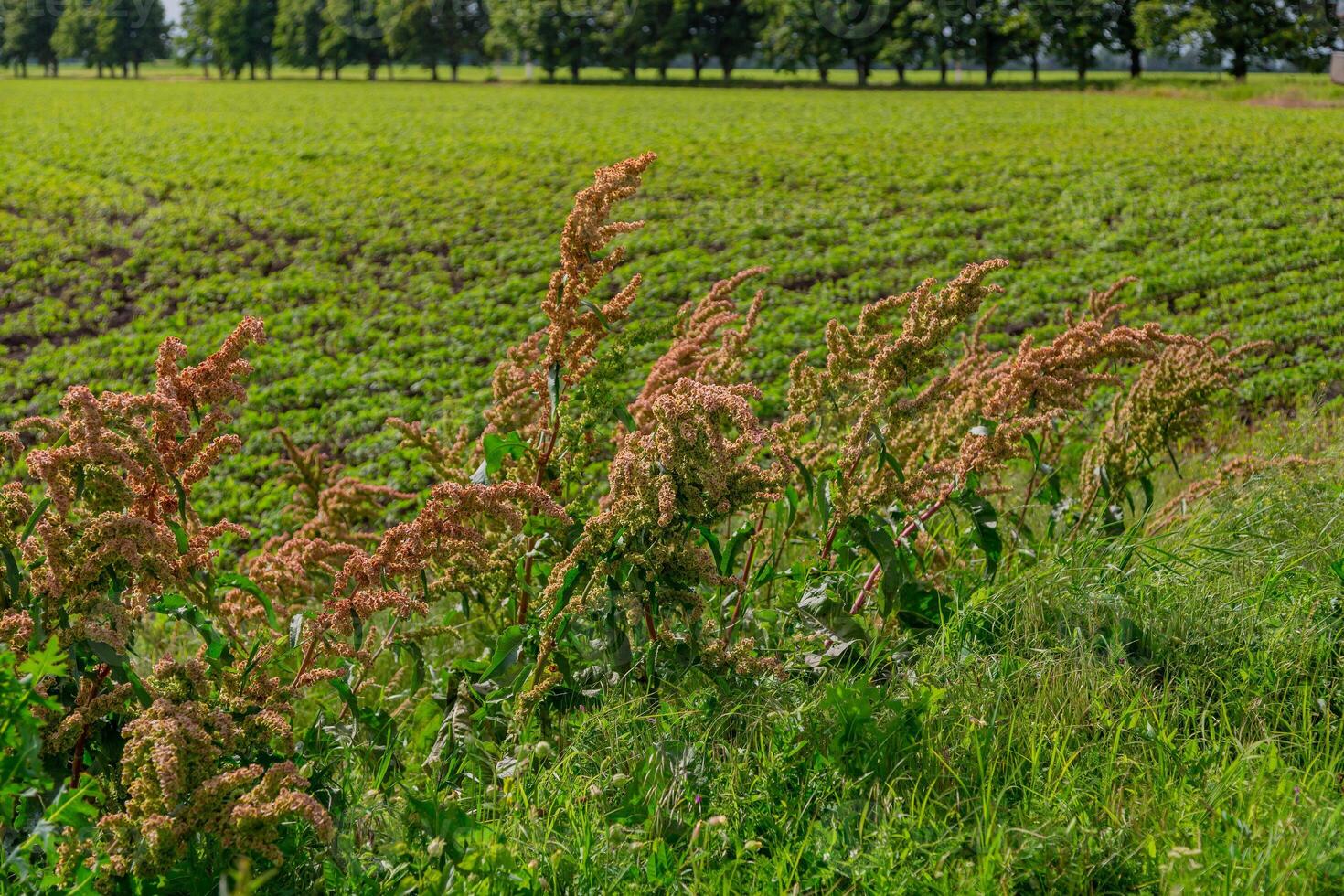 Rumex in the flowering meadow near field. Horse sorrel photo