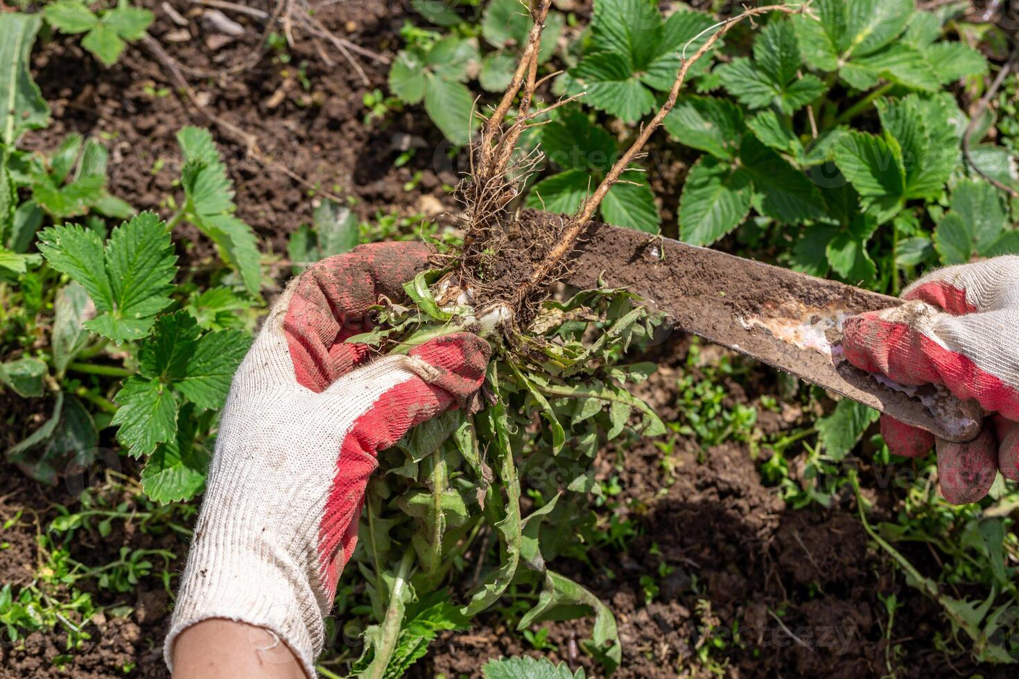 hands of a gardener with a weed dandelion root photo
