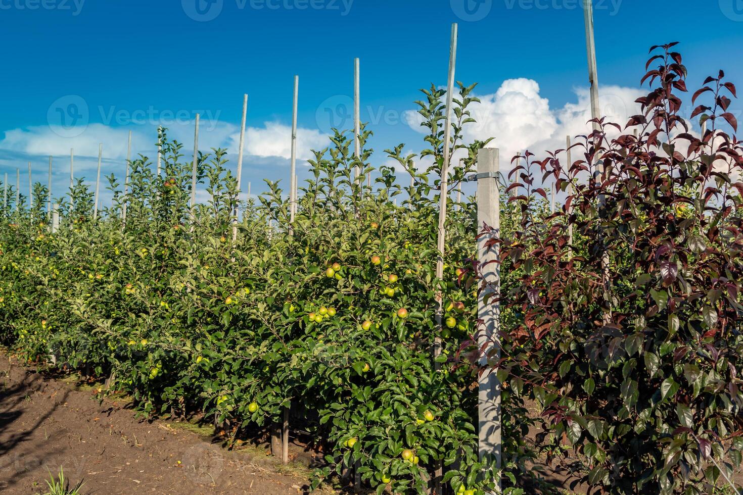 Apple tree seedlings in the nursery on drip irrigation photo