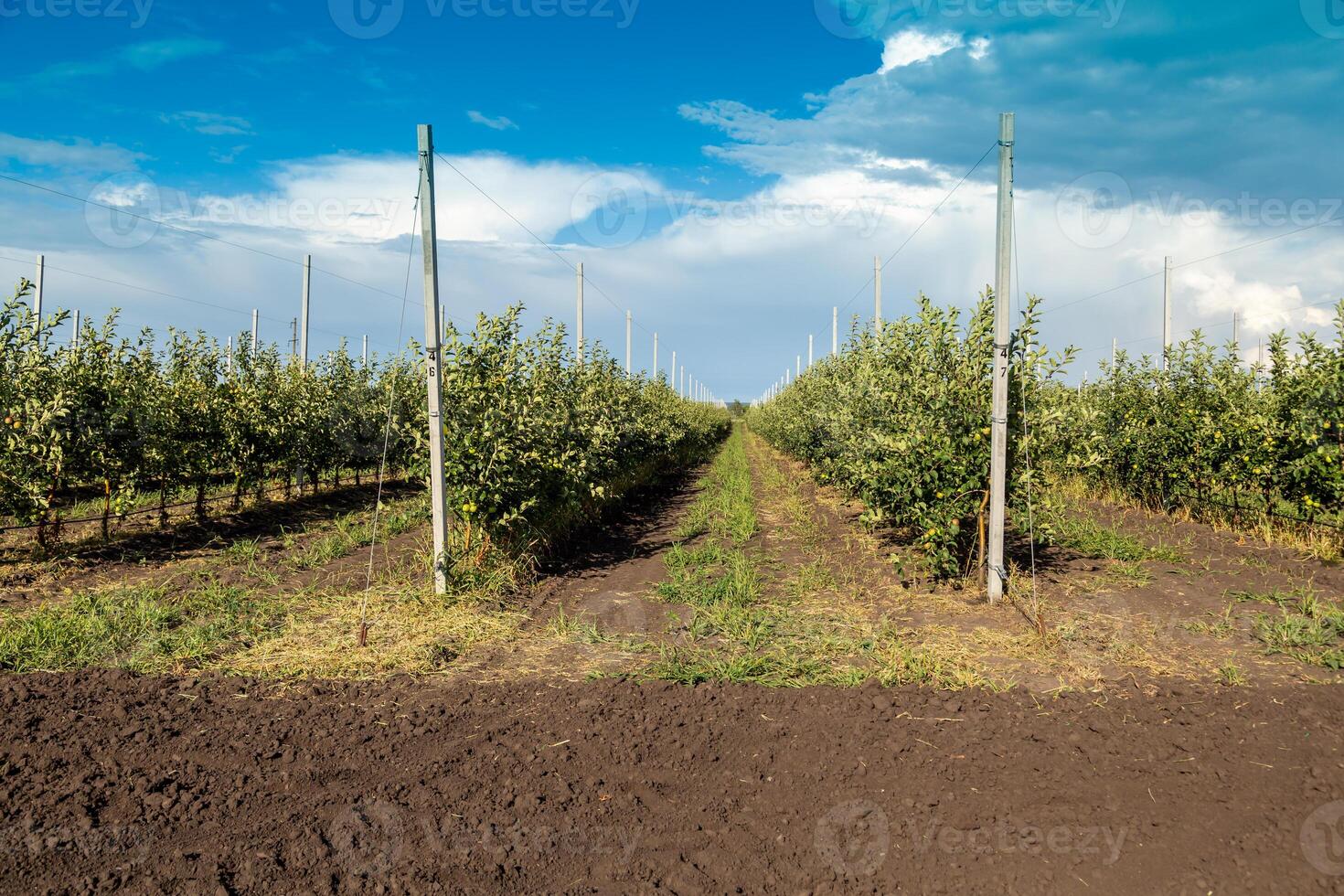 Apple tree seedlings in the nursery on drip irrigation photo