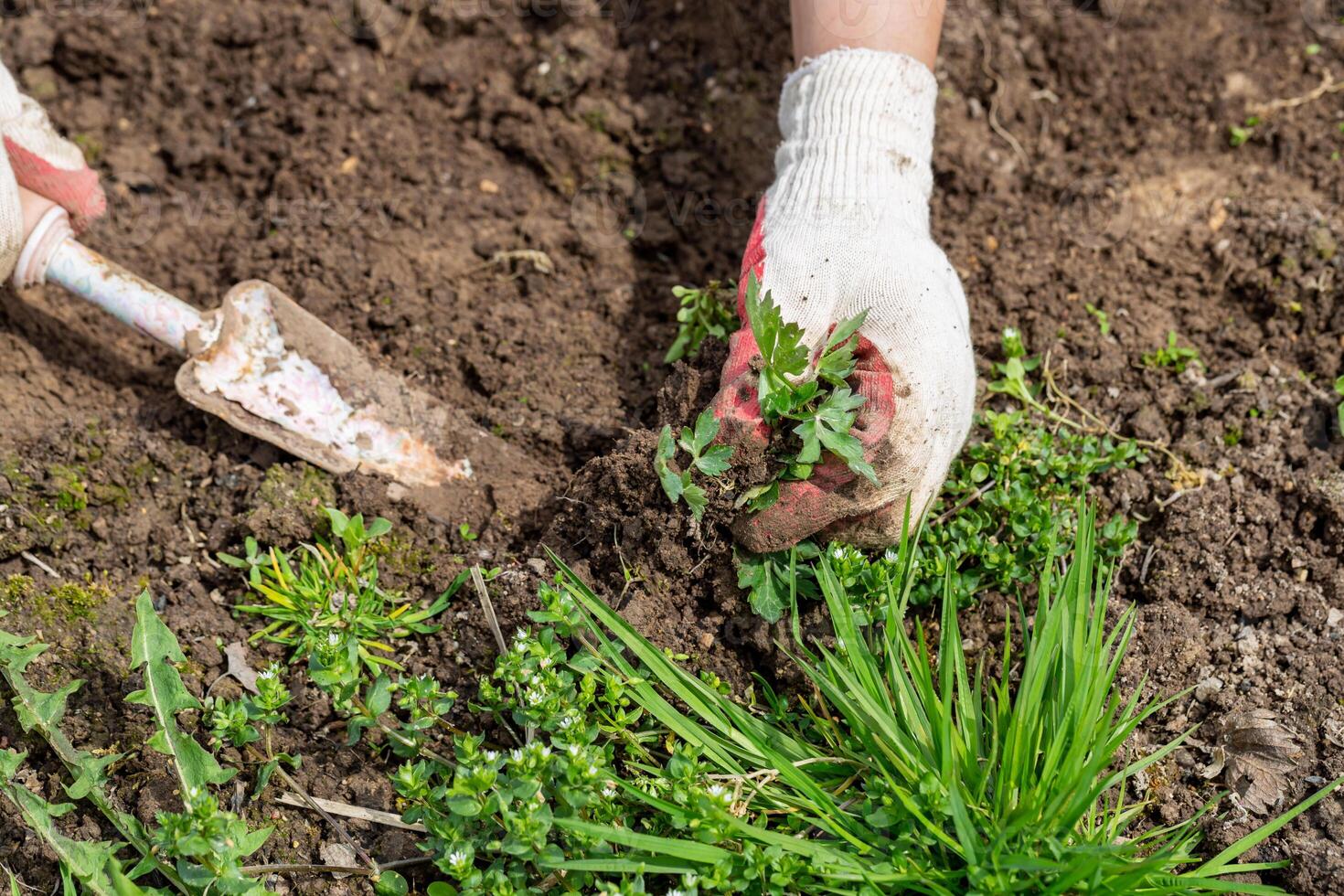 hands of gardener with weed in the vegetable garden photo