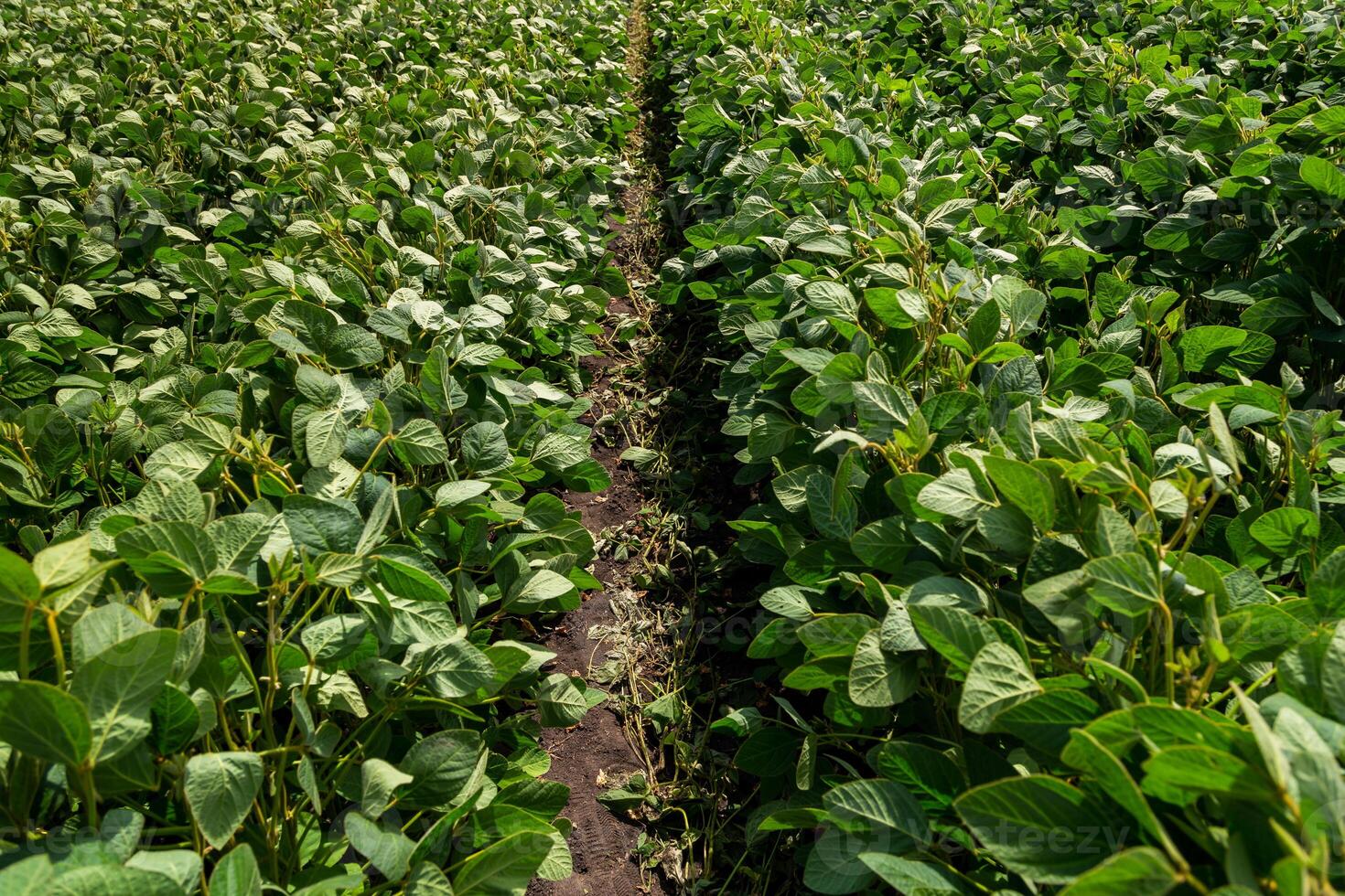 Close-up of a soybean plant field under a blue sky on a summer day photo