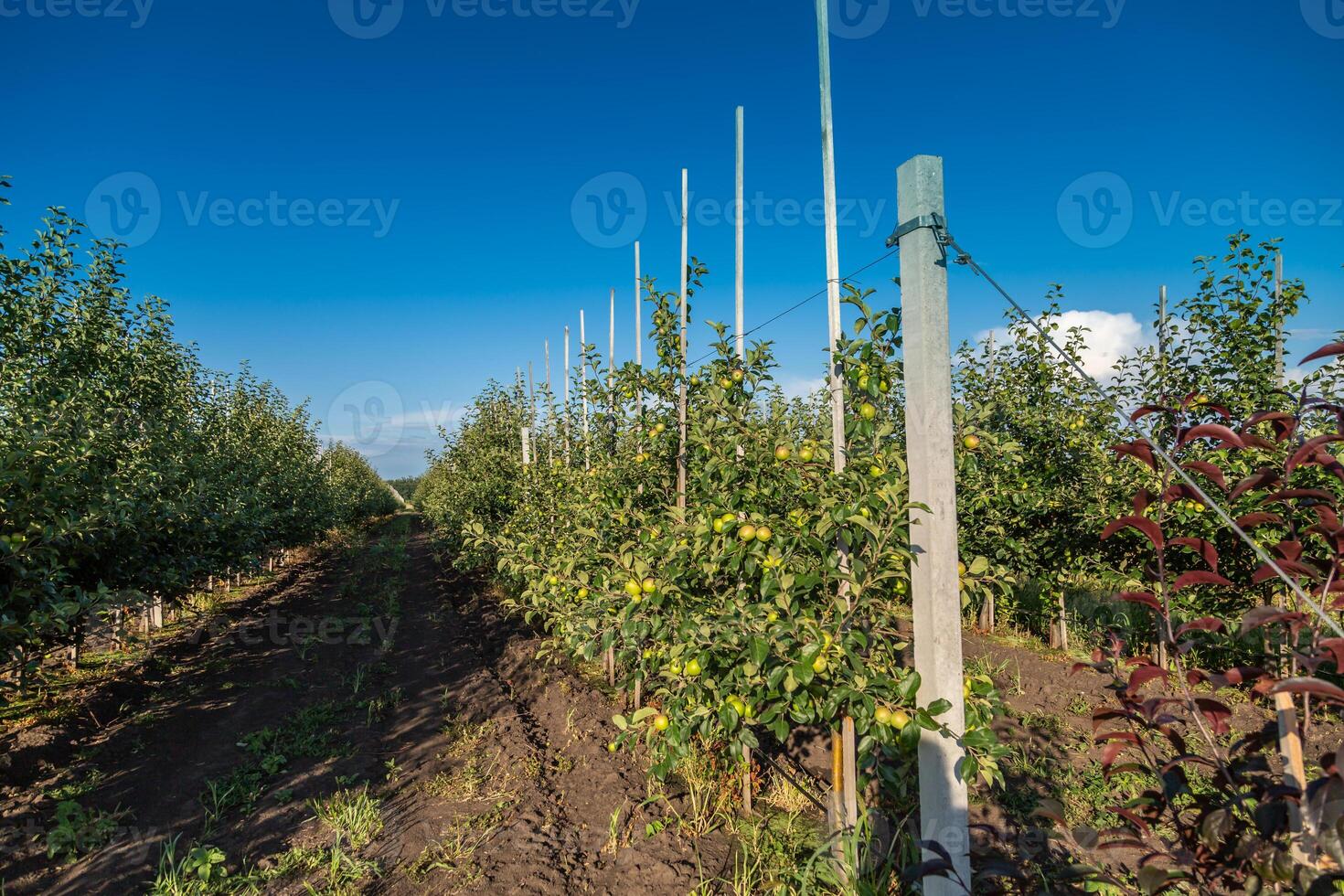 Apple tree seedlings in the nursery on drip irrigation photo