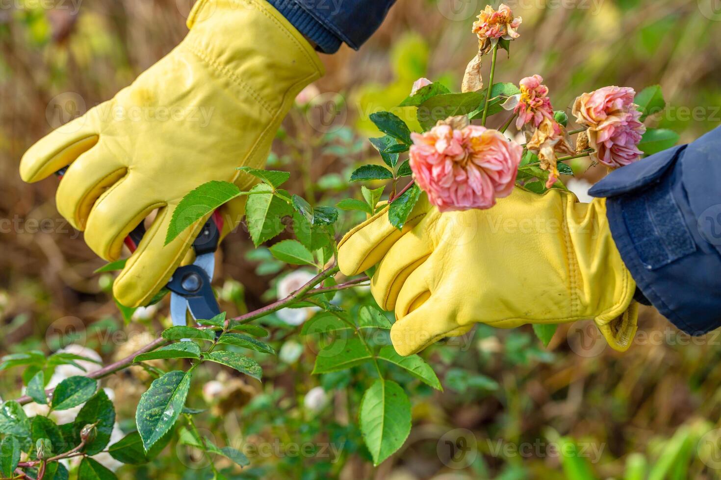 Pruning rose bushes in the fall. The pruner in the hands of the gardener. photo