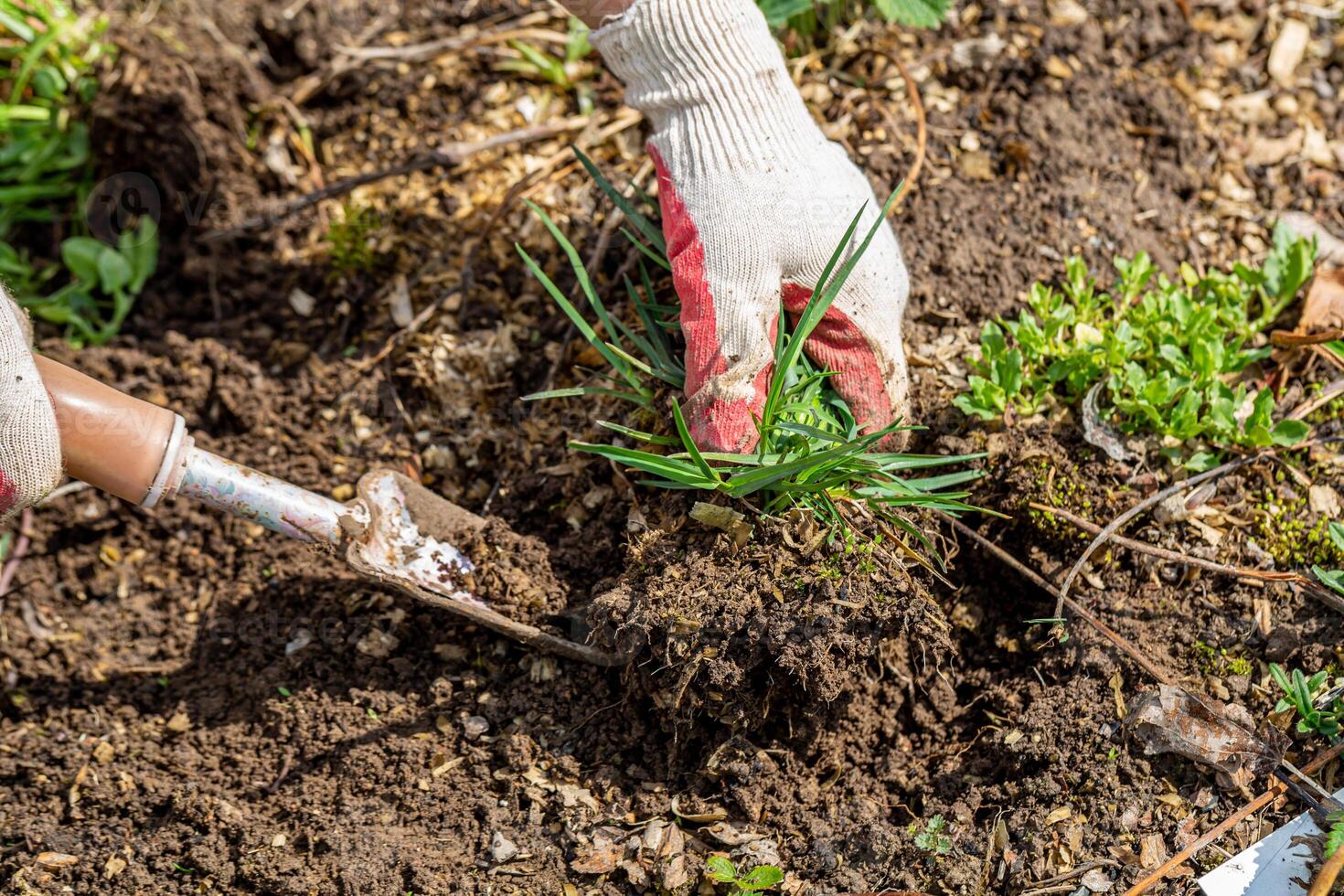 hands of gardener with weed in the vegetable garden photo
