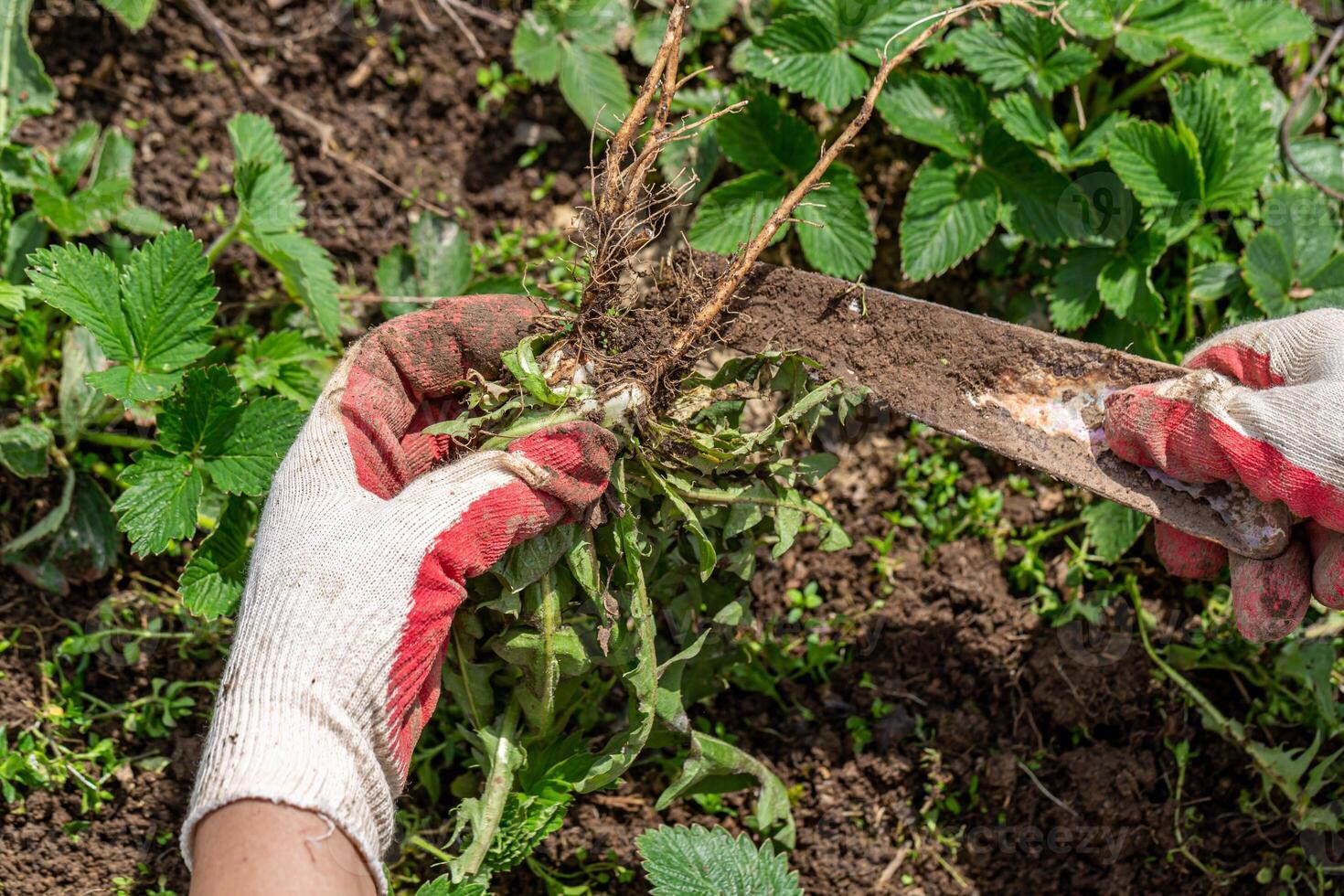 hands of a gardener with a weed dandelion root photo